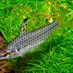 Punktierter Kopfsteher (Chilodus punctatus) Top-Angebot